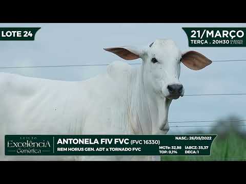 LOTE 24   FVC 16330