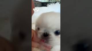 #shorts #short #포메라니안 #페키 #페키니즈 #cuteanimal #cutepet #cute #강아지무료분양 #강아지분양 #강아지입양 #강아지쇼츠 #강아지훈련 #좋반