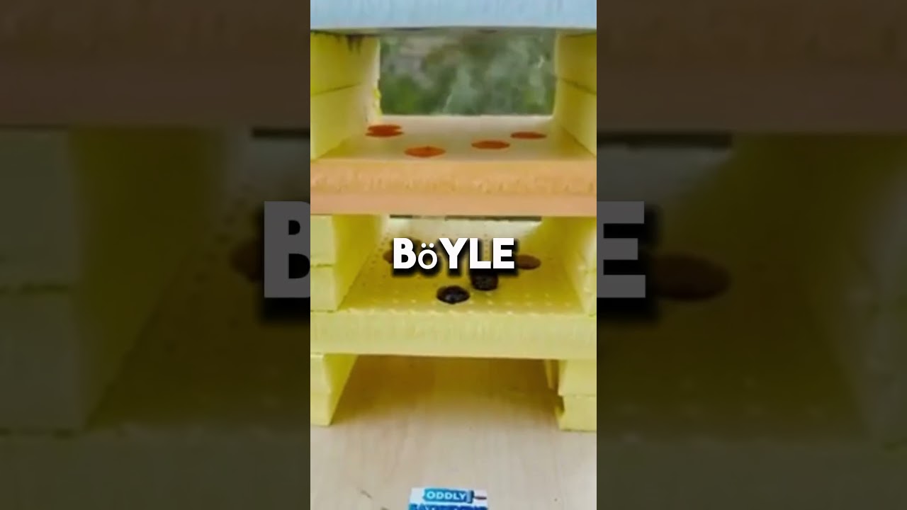 Temelin Doğum Günü