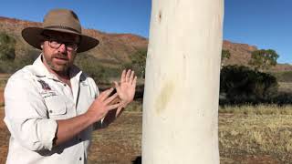 Discover the Desert - Ghost gum