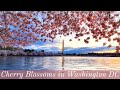 Cherry Blossoms of Washington DC (2021) - All You Need To Know About DC's Cherry Trees