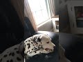 doggy asmr #asmr #bone