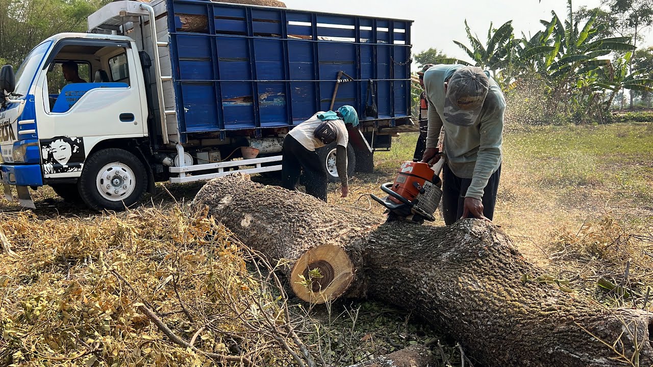 Stihl ms881 & Husqvarna 395xp chainsaw‼️ Cut down 2 Trembesi trees.