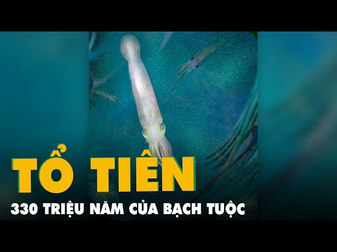 Video Phát hiện hóa thạch 330 triệu năm của bạch tuộc - YouTube
