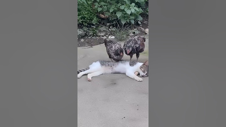 Cat Just Wants To Sleep || ViralHog