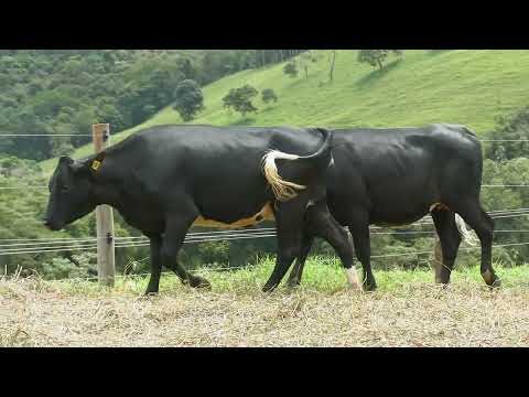 LOTE 33   LIQUIDAÇÃO REBANHO HOLANDÊS   FAZENDA SANTA CLARA   1486  1498