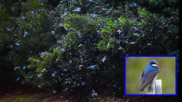 Tree Sparrows Make Their Annual Stop in Bluffton S.C. The Come by the Thousands. 2025.