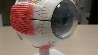 ساختمان چشم anatomy of the eye