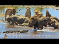 Male Lion Vs Crocodile after Incredible Hunt in Kruger Park | Wildlife Sightings Today.