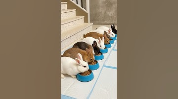 Rabbit Sounds 🐇 Adorable Bunnies Eating and Making Cute Sounds 🐰