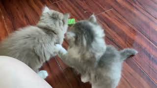 RagaMuffin Kittens~Disney 6.5wks~Imperial Rags by Imperial Rags RagaMuffins 242 views 1 year ago 5 minutes, 38 seconds