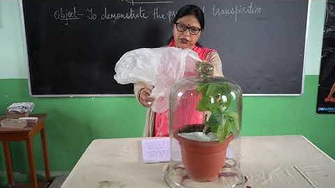 CLASS 10 BIOLOGY - Experiment 2 to Demonstrate the process of Transpiration