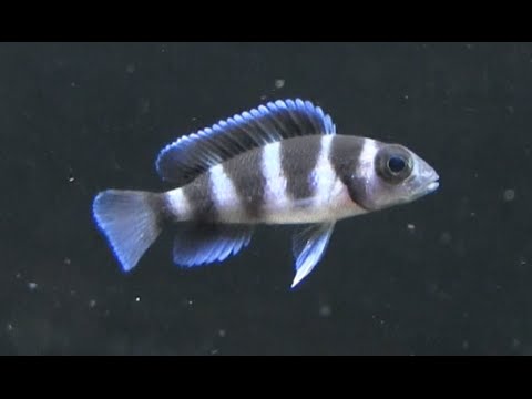 a triocephalusok