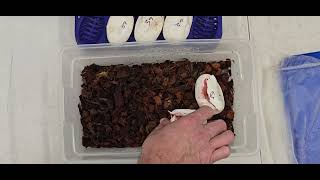 Ball Python Cutting Clutch 2025-41