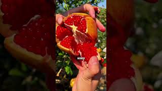 Buah Yang Penuh Manfaat pertanian buahsegar buahdelima kesehatantubuh ibuhamil tipspintar fyi