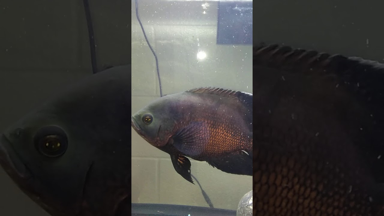 How to tell Male Oscars from Female Oscars fish Oscar love. YouTube