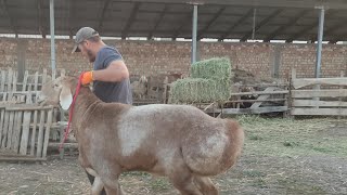 Производитель кочкор || Вованычтын баласы || Золотойдун баласы || Уруктук козу кочкорлор линиясы м.н