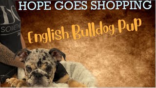 Shopping with Bulldog Hope: First Store Visit! | Kingdombullykennels.com