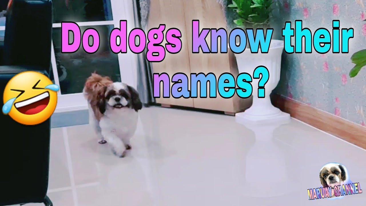 Do dogs know their names? Funny dogs Maruay channel YouTube
