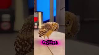 A bagoly az egyik legnyugodtabb állat #birds #owl #pets