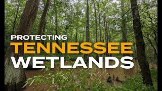 Protecting Tennessee Wetlands