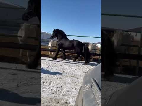 Video: Жылкы породасы Percheron: породасынын сүрөтү, баасы жана сүрөттөлүшү