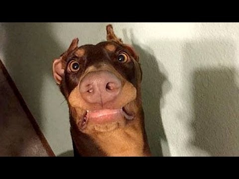 funny-dogs-never-fail-to-make-you-happy-and-smile---funny-dog-compilation