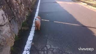 犬の服 犬服の店 ドッグウェア 犬服屋 犬の服屋さん おしゃれな犬の服 ペット服 チワワの服 トイプードルの服 ペット用品店