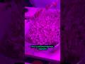Do You Experience Something Similar When Watching Plants Grow Herbaltherapy Microgreens Redherb 