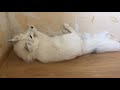 Забавная лиса. Funny fox