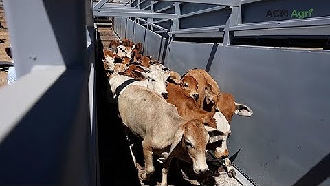Truckie designs loading ramp to reduce cattle stress