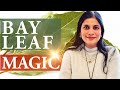 Bay leaf magic how to use the power of bay leaf for energy cleaning abundance protection