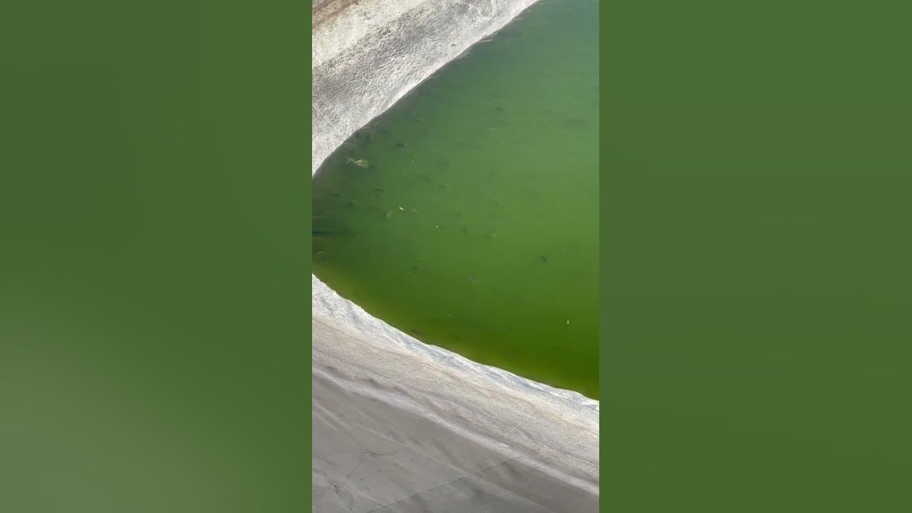 fish-farming-cultivation-fish-pond-preparation-agri-farming-fish