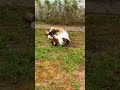 🌿😻 Maine Coon Shippie se roule de bonheur ! 🐾 2452