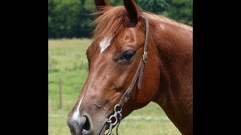 Headliners Dual Star - Headliner    ***For info, price, etc., go to our website*** Valley View Ranch