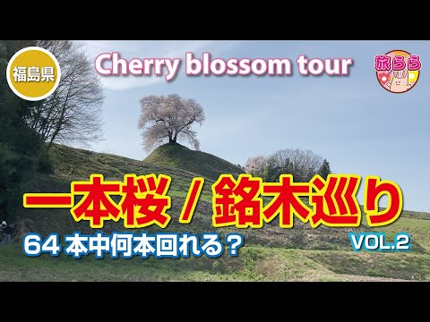 【桜】【樹齢800年越】【銘木巡り後半】#48 福島県内の桜の銘木・一本桜。今シーズン64本中何本見れるでしょうか？北から南に見て回ります。第2段です！