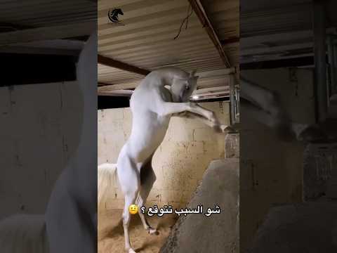 تتوقع خيل قدامه والا متروك فترة طويله