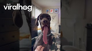 Yawning Dog Shows Off Incredibly Long Tongue || ViralHog