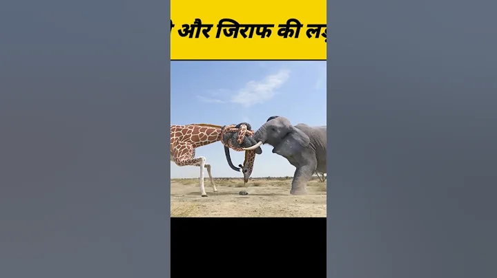 हाथी और जिराफ़ की लड़ाई #shorts #animals #shortfeed #fight
