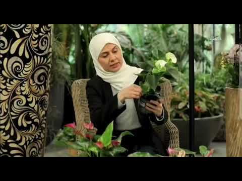 نبات انتوريوم الاسم العلمي  