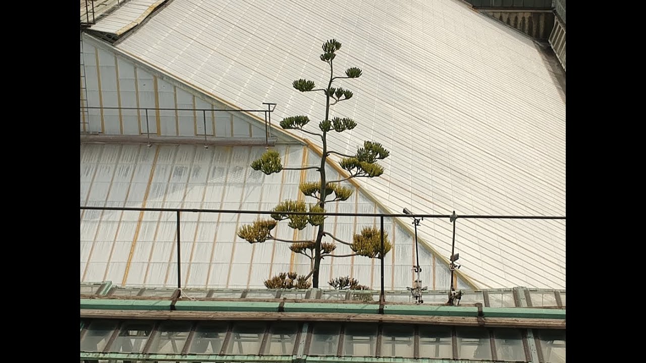 century plant flower 