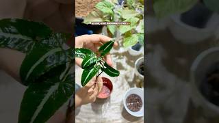 Transferring Syngonium Wendlandii from LECA to Soil | Step-by-Step Plant Care Guide #plants #shorts