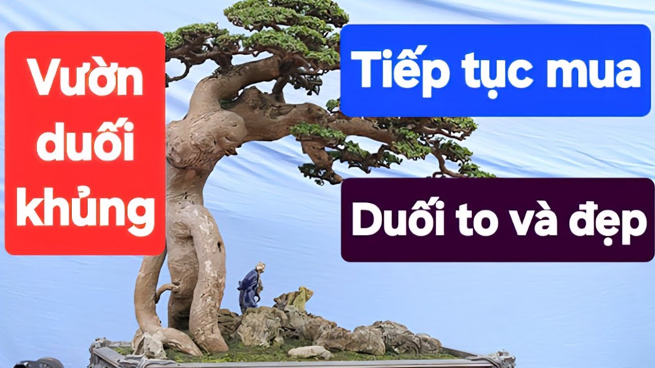 Vườn duối khủng tiếp tục nhập duối to và đẹp