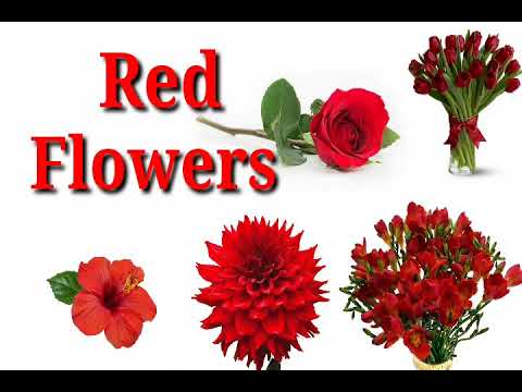 Video: Red flower: description, types, names and photos