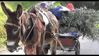 Pedalando, Deixou de ser burro de carga para ser uma roquei…