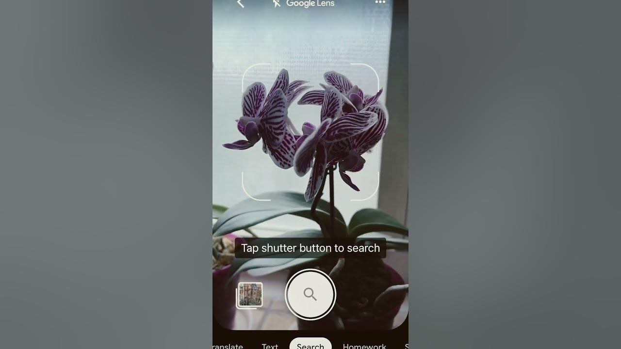 how-to-use-googlelens-or-native-iphotos-to-identify-flowers-and