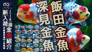 【伊藤養魚場入荷情報2022年vol.31】2022年9月17日 日本金魚市場と深見養魚場さんより入荷した金魚のご紹介です。