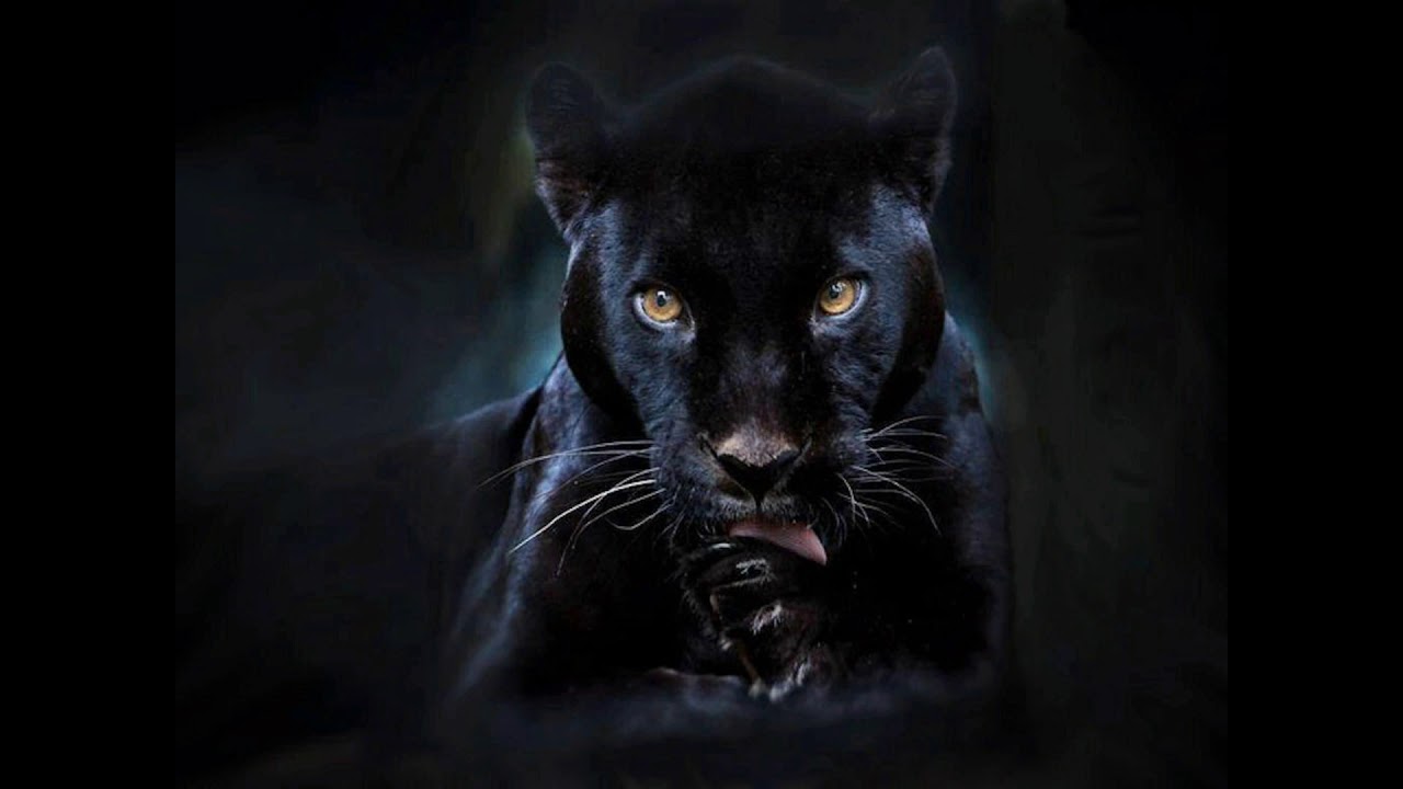 Nightclaw Electric black panther song - YouTube.