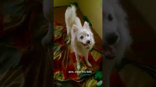 Funny Spitz Don't Want To Bath #funny #dogs #spitz