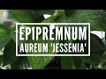 Epipremnum aureum jessenia